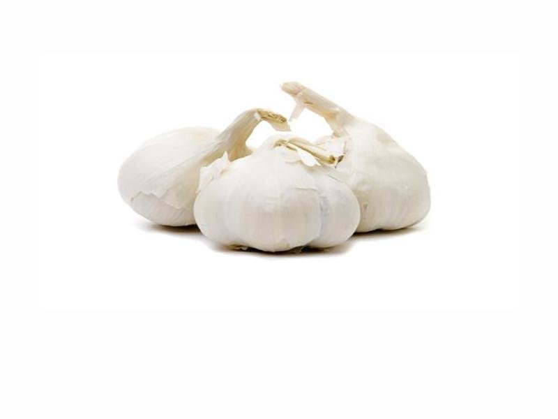 Garlic